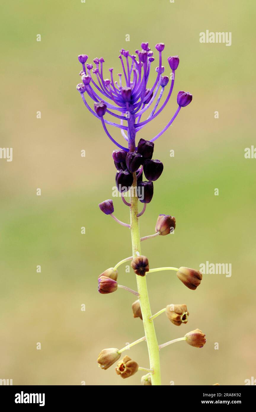 Quastel Hyacinth (Muscari comosum), Provence, Südfrankreich, Tufted Grape Hyacinth, Tassel Grape Hyacinth, Feather Muscari, Feather Hyazinth Stockfoto