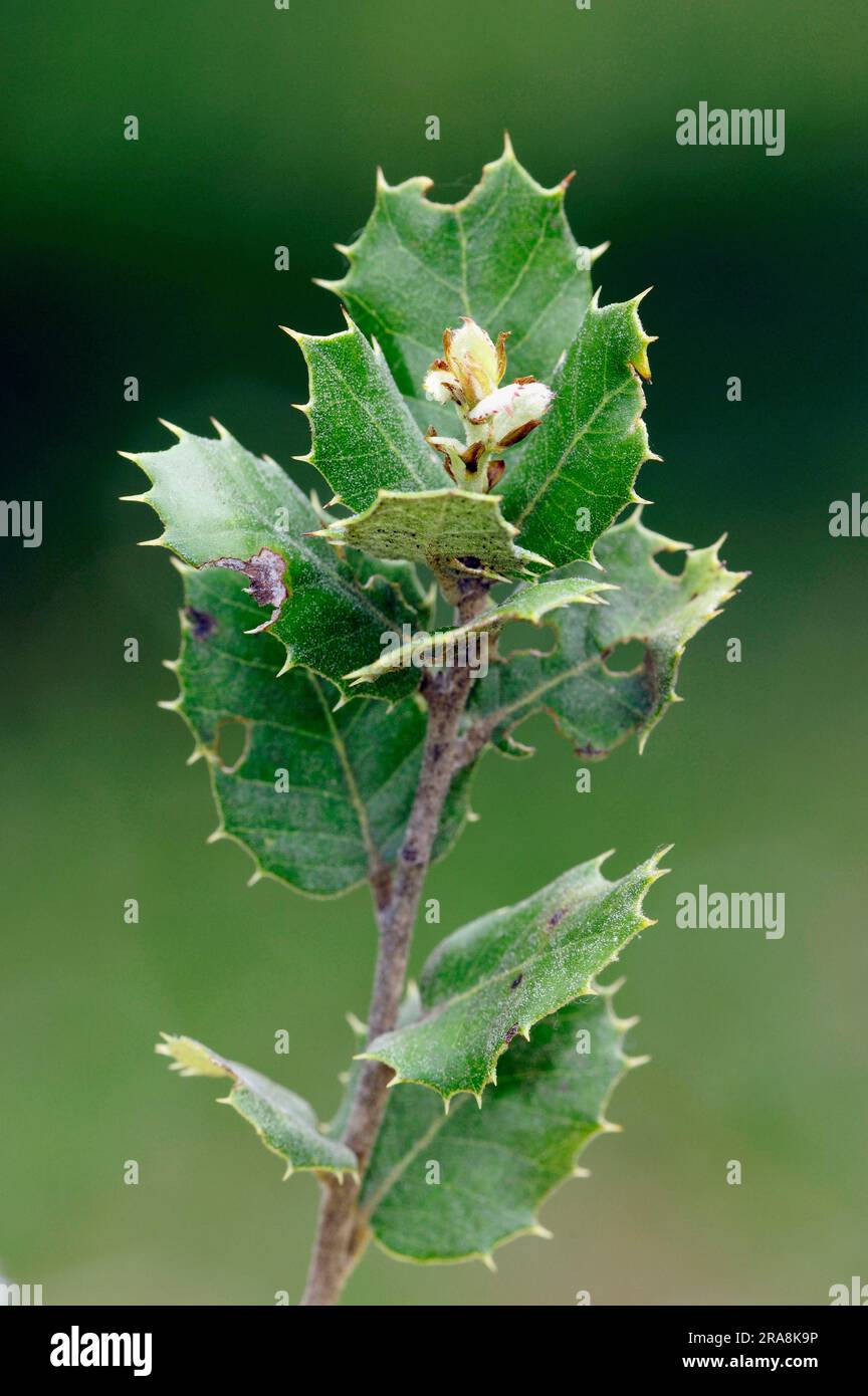 Provence, Südfrankreich (Quercus pseudococcifera), Kermes Eiche (Quercus coccifera), Kermes Eiche Stockfoto