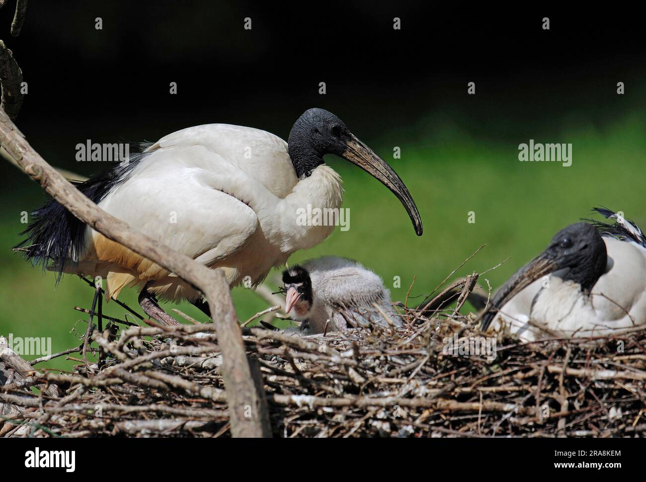 Afrikanischer heiliger Ibis (Threskiornis aethiopicus) mit Jungvogel im Nest, Frankreich Stockfoto