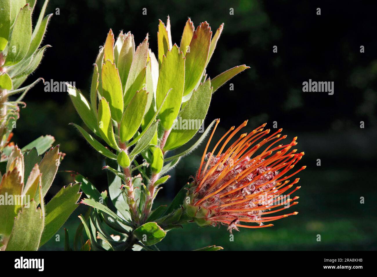 Tuftkissen (Leucospermum glabrum x tottum) Stockfoto