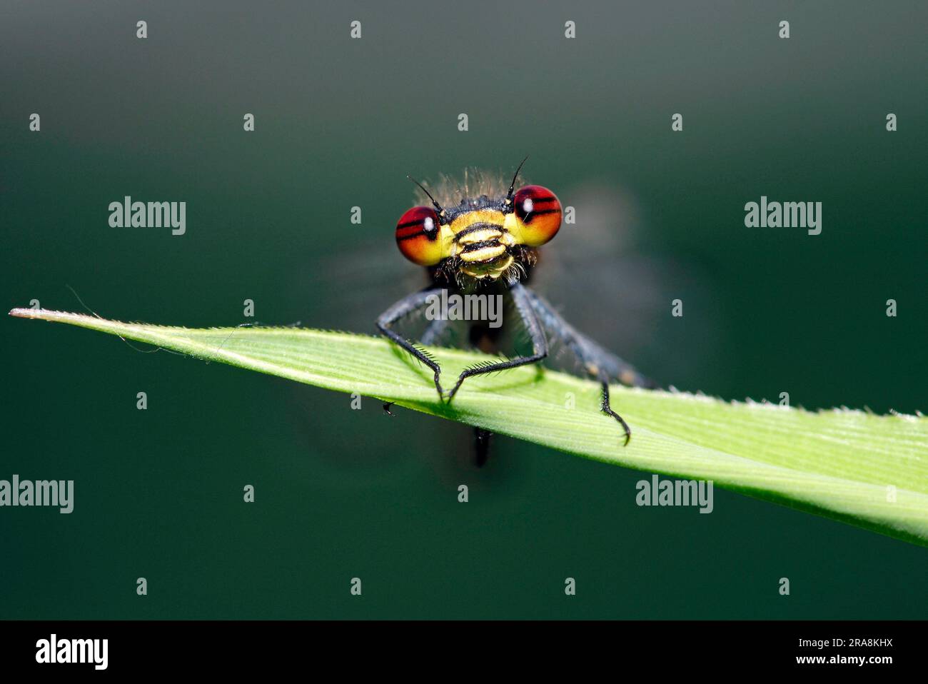 Große Damselfly, männlich, große rote Damselfly (Pyrrhosoma nymphula), Deutschland Stockfoto