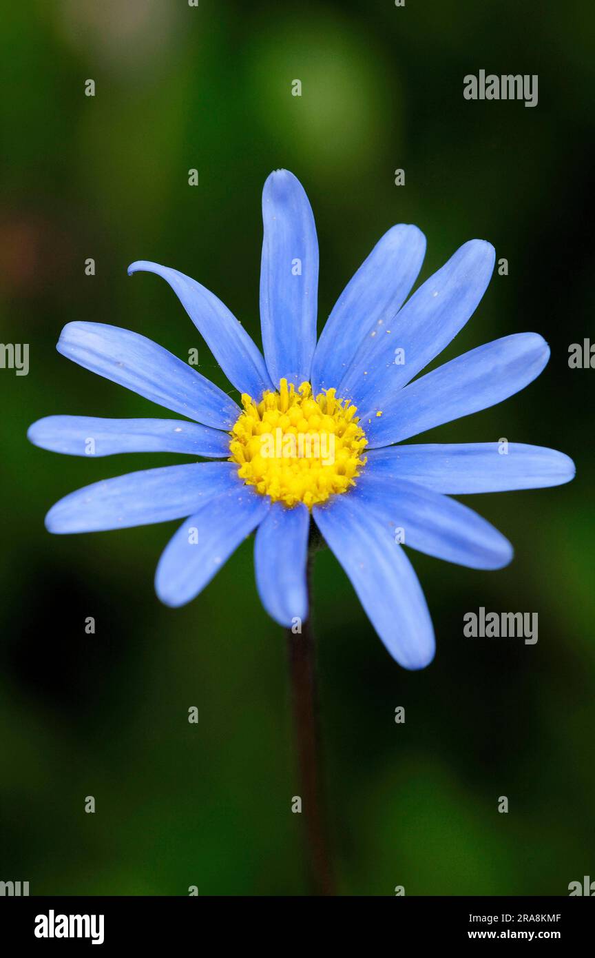 Blau felicia (Felicia amelloides) Blau Daisy, Kingfisher Daisy, Blau felicia Stockfoto