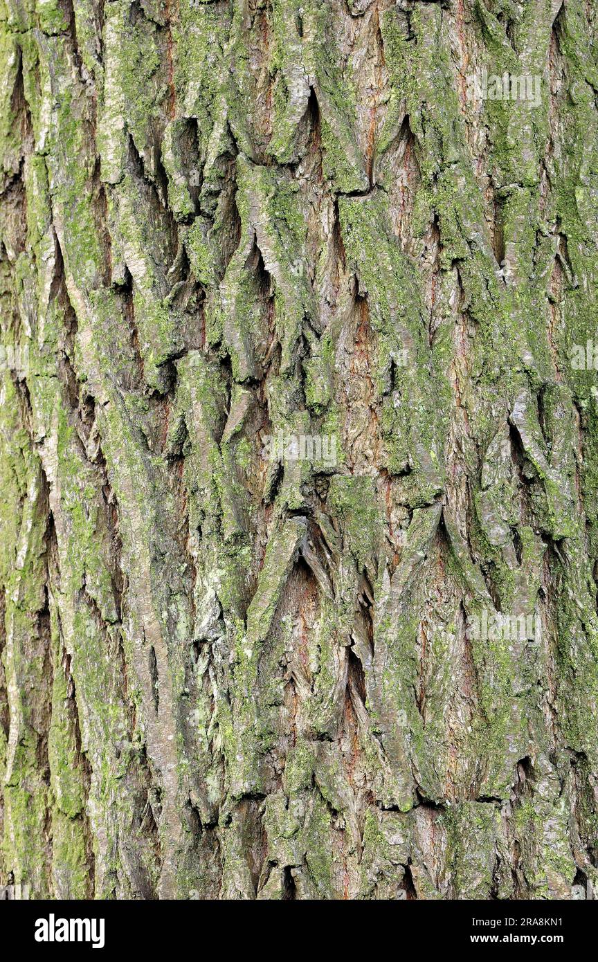 Weiße Weidenrinde (Salix alba), Nordrhein-Westfalen, Deutschland Stockfoto