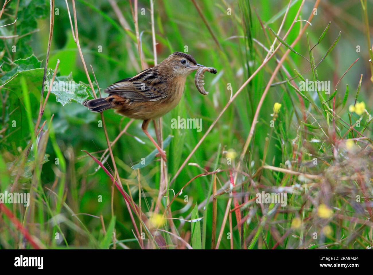 Zitting Cisticola (Cisticola juncidis) with Prey, Cisticola, Portugal Stockfoto