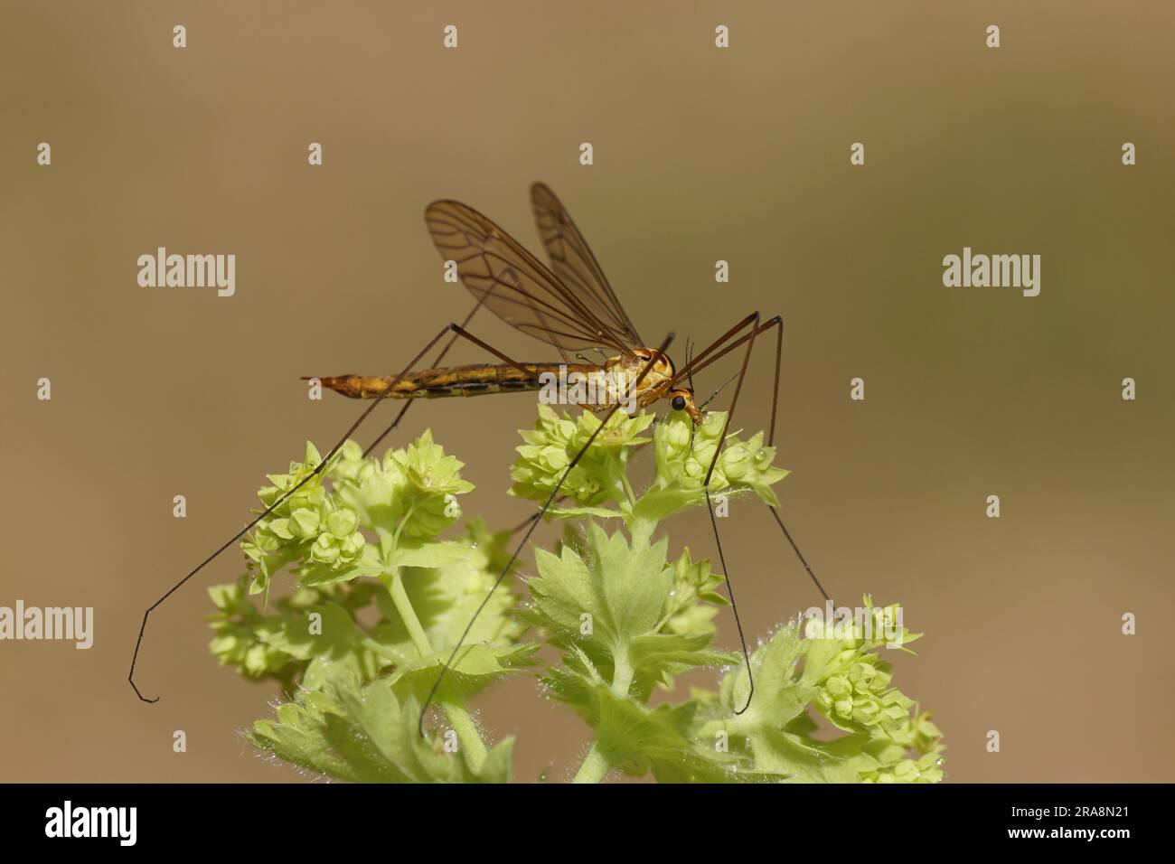 Weiblicher Kranich Fliege Nephrotoma scurra, Familie Tipulidae auf Blumen von Lady's Mantle (Alchemilla), Rosenfamilie (Rosaceae). Holländischer Garten, Juni. Stockfoto