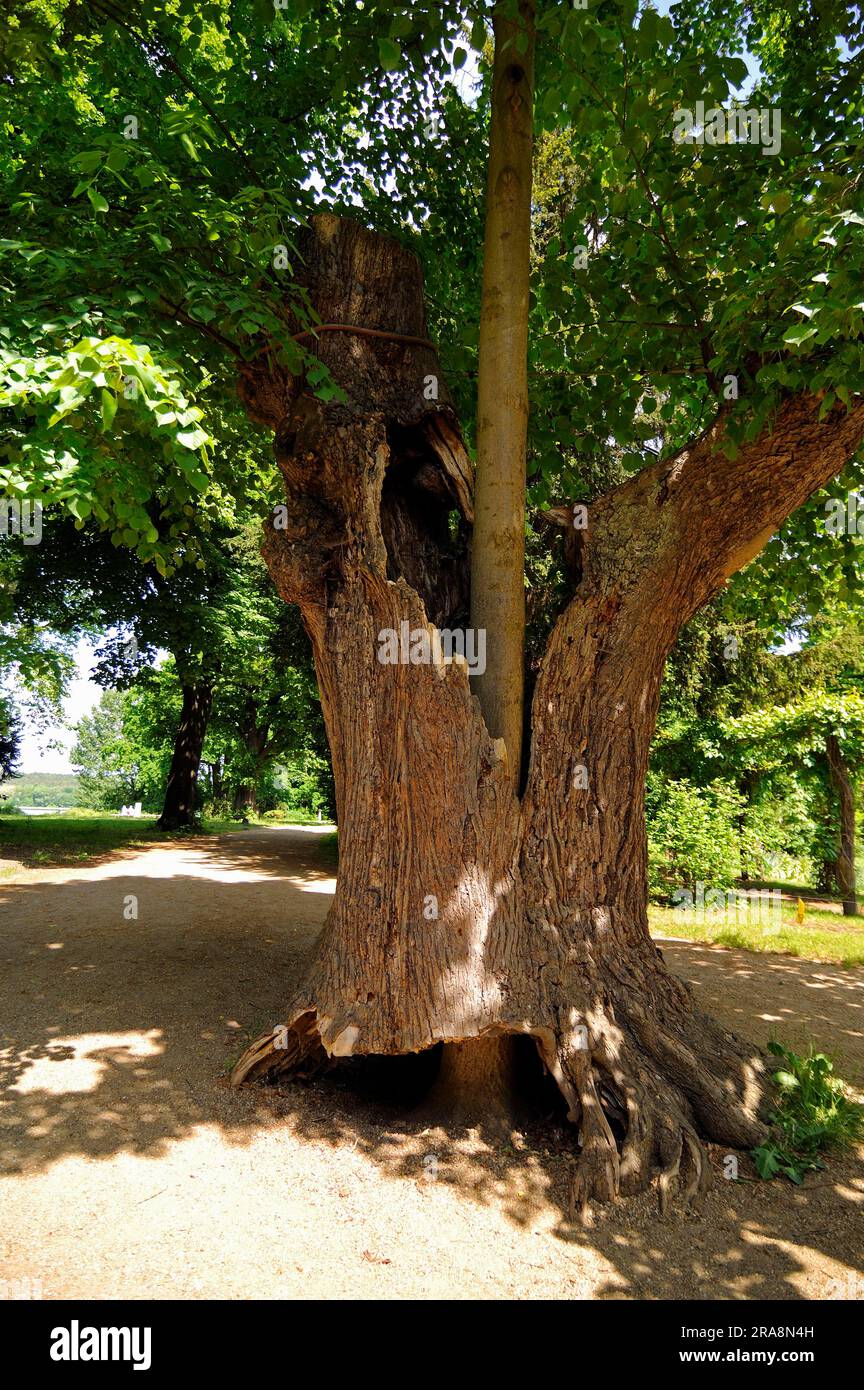 Lindenbaum (Tilia) wächst aus hohlem Stamm Stockfoto