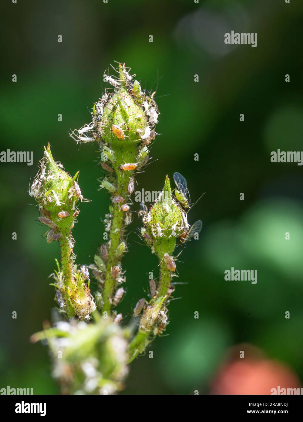 Makro einer Rosenknospe, die voller Läuse ist Stockfoto