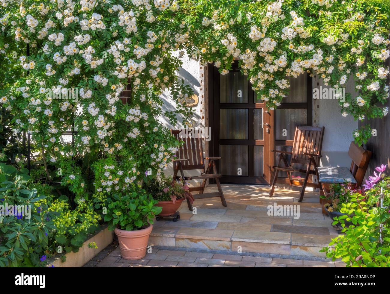 Weißer Blumenring-Rosenbusch an einer Haustüre Stockfoto