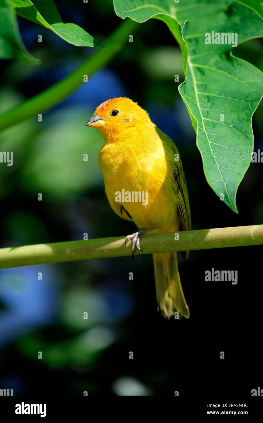 Safranfink (Sicalis flaveola), männlich, Grand Cayman, Kaimaninseln Stockfoto