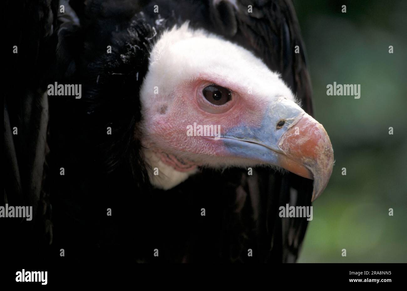 Weißkopfgeier (Aegypius occipitalis) Stockfoto