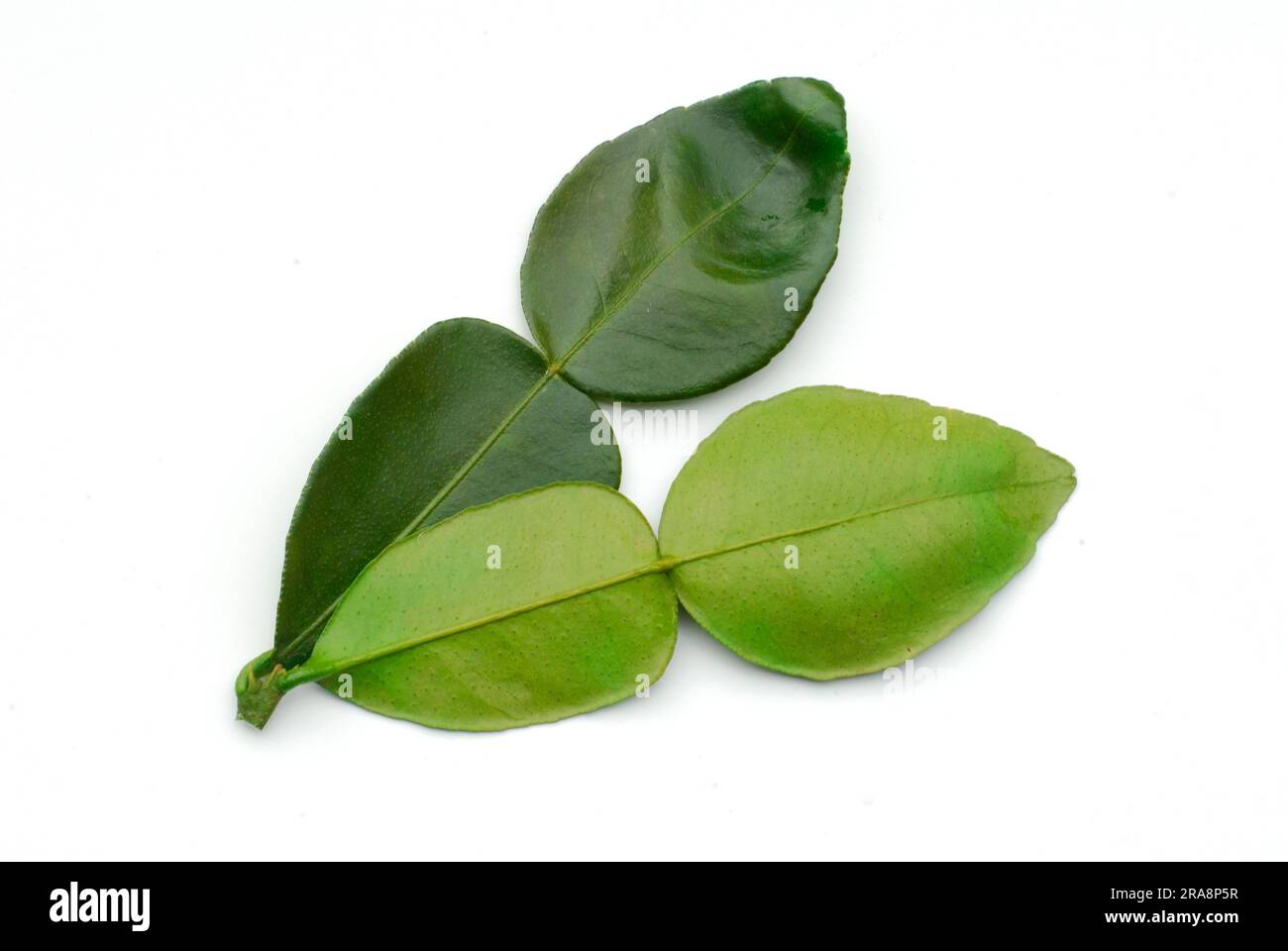 Kaffirlime, Blätter, Kaffirlime (Citrus hystrix) Stockfoto