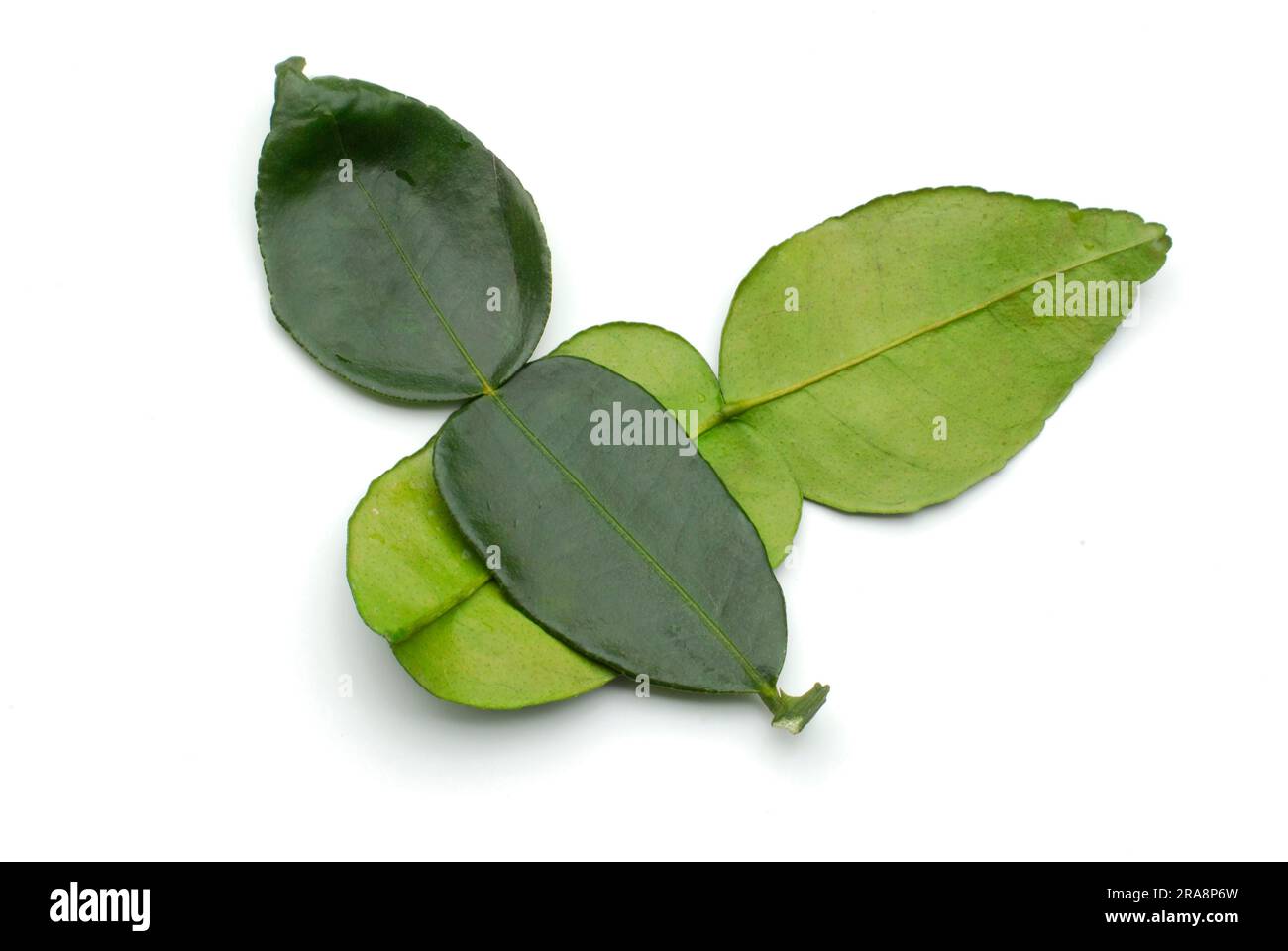 Kaffirlime, Blätter, Kaffirlime (Citrus hystrix) Stockfoto