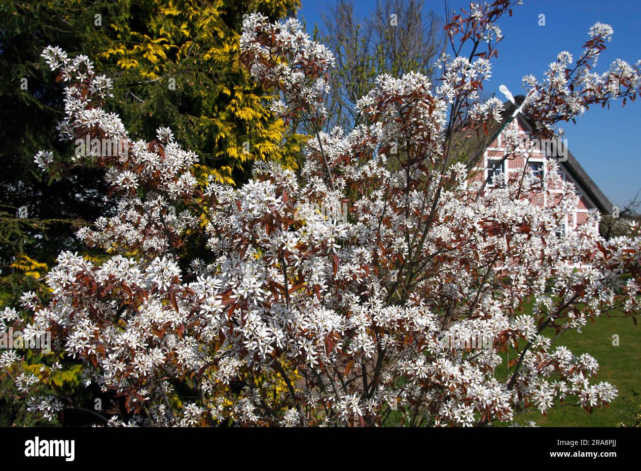 Kanadische Steinbirne (Amelanchier canadensis), verschneiter mespilus (Amelanchier lamarckii) Stockfoto