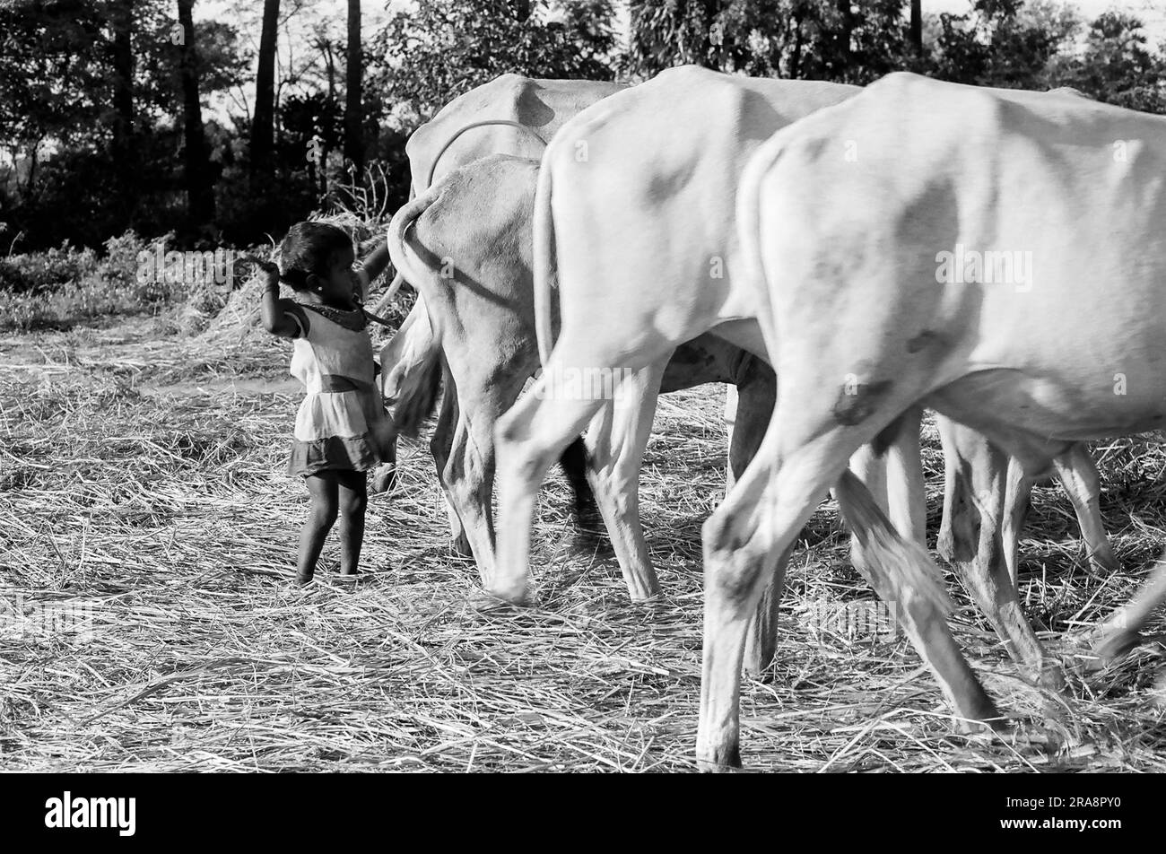 Schwarzweißfoto, Ein Mädchen, das Reis oder Paddy von Bullocks drescht, Tamil Nadu, Indien, Asien Stockfoto