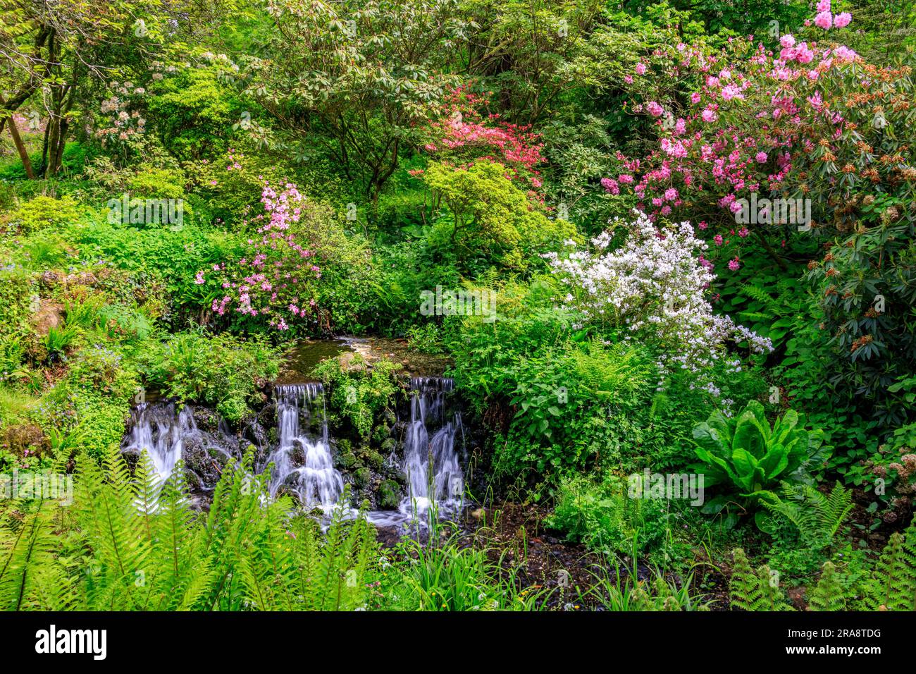 Atemberaubende Azaleen- und Rhododendron-Farben entlang eines Flusses Cerne, der durch die Minterne House Gardens, Dorset, England, fließt Stockfoto