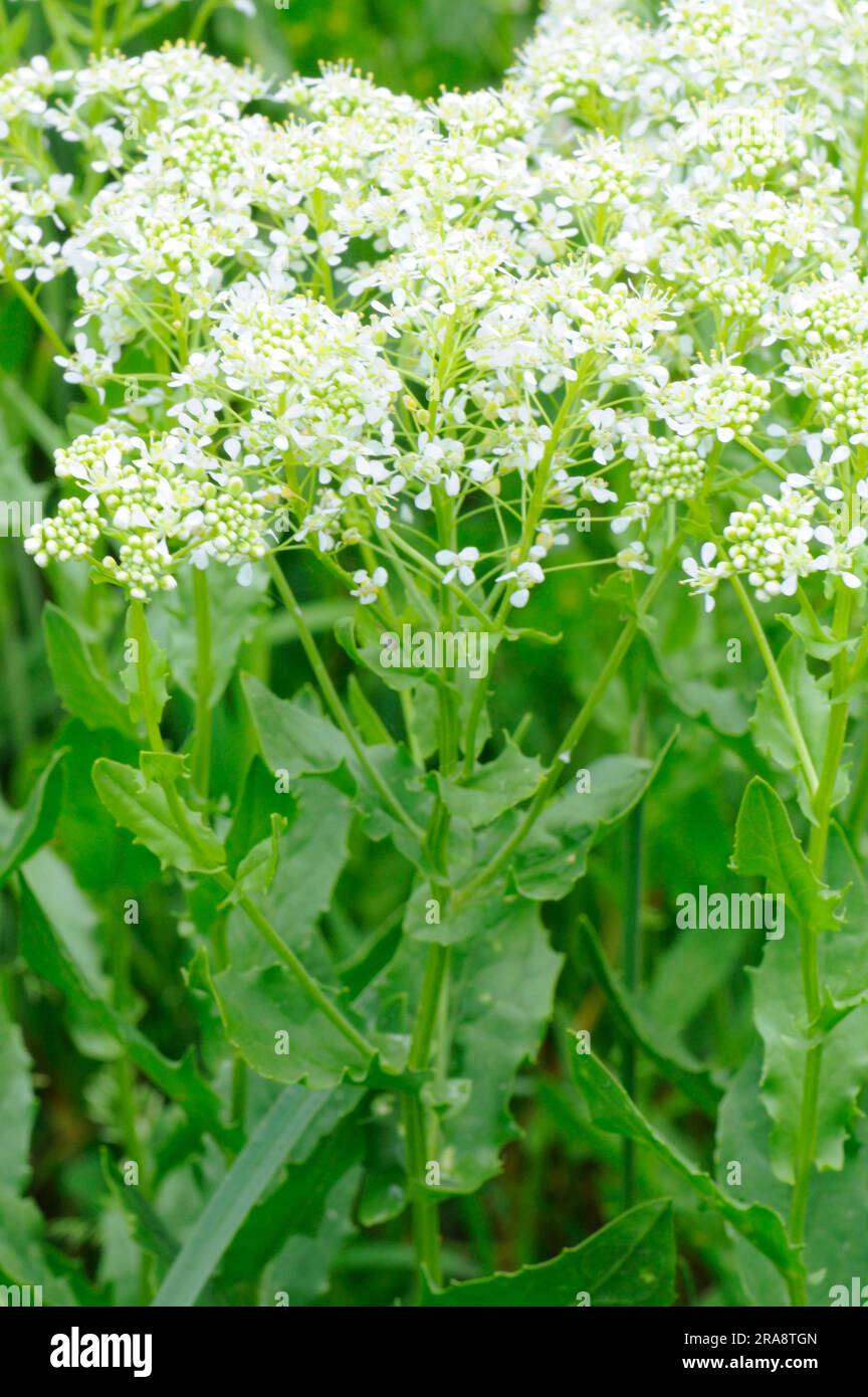 Kresse (Cardaria draba) Stockfoto