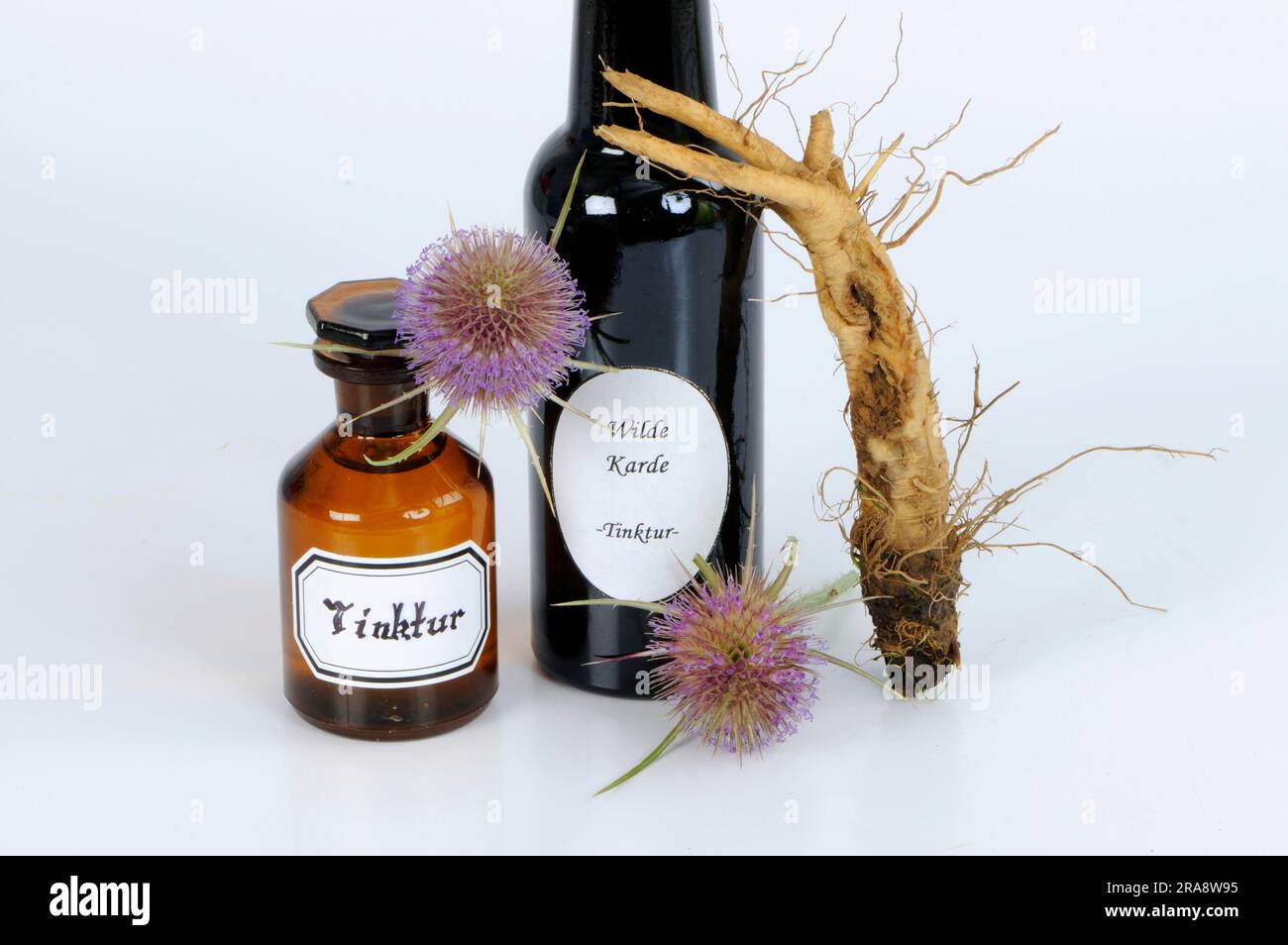 Blüte und Wurzel des wilden Kardons (Dipsacus fullonum), Tinktur des Kardons (Dipsacus silvester), Tinktur des wilden Teeloons Stockfoto