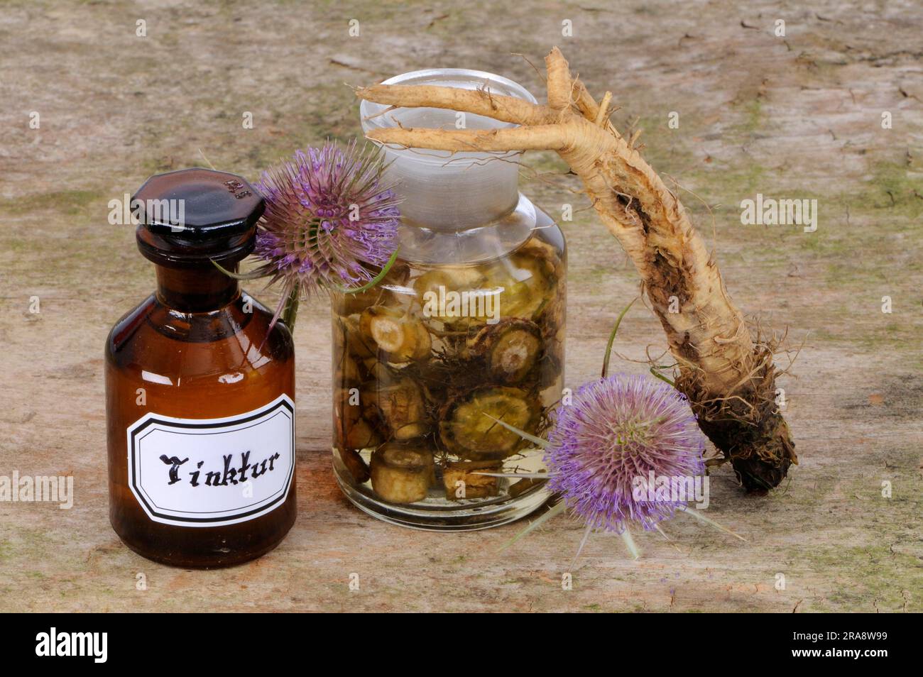 Blüte und Wurzel des wilden Kardons (Dipsacus fullonum), Tinktur des Kardons (Dipsacus silvester), Tinktur des wilden Teeloons Stockfoto