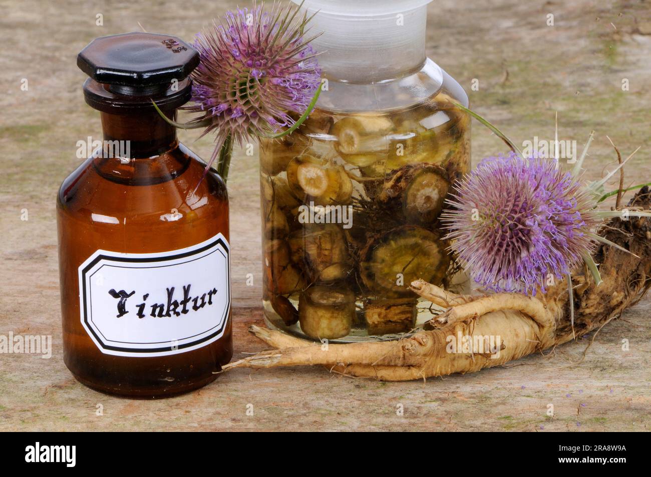 Blüte und Wurzel des wilden Kardons (Dipsacus fullonum), Tinktur des Kardons (Dipsacus silvester), Tinktur des wilden Teeloons Stockfoto