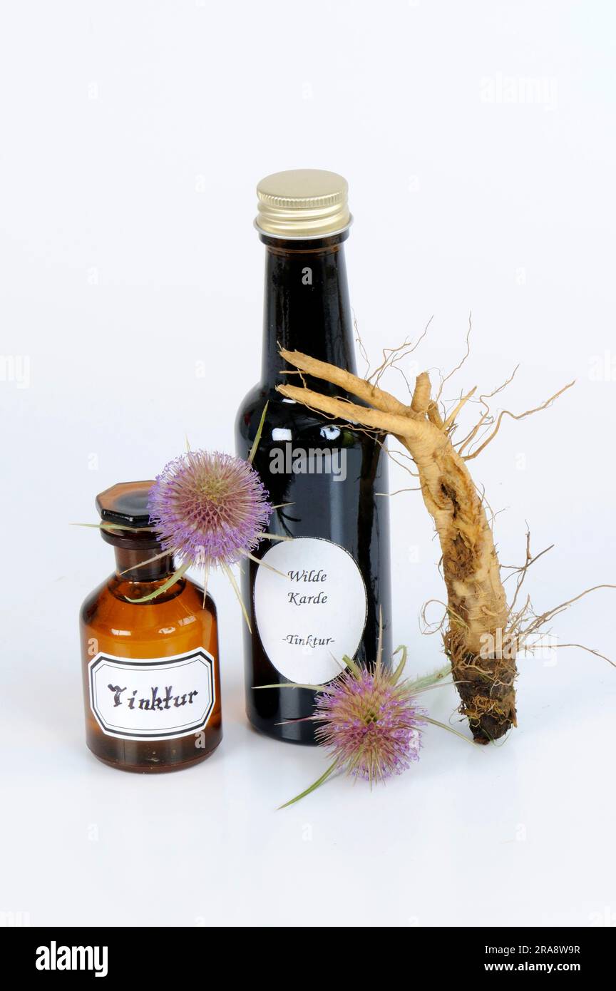 Blüte und Wurzel des wilden Kardons (Dipsacus fullonum), Tinktur des Kardons (Dipsacus silvester), Tinktur des wilden Teeloons Stockfoto