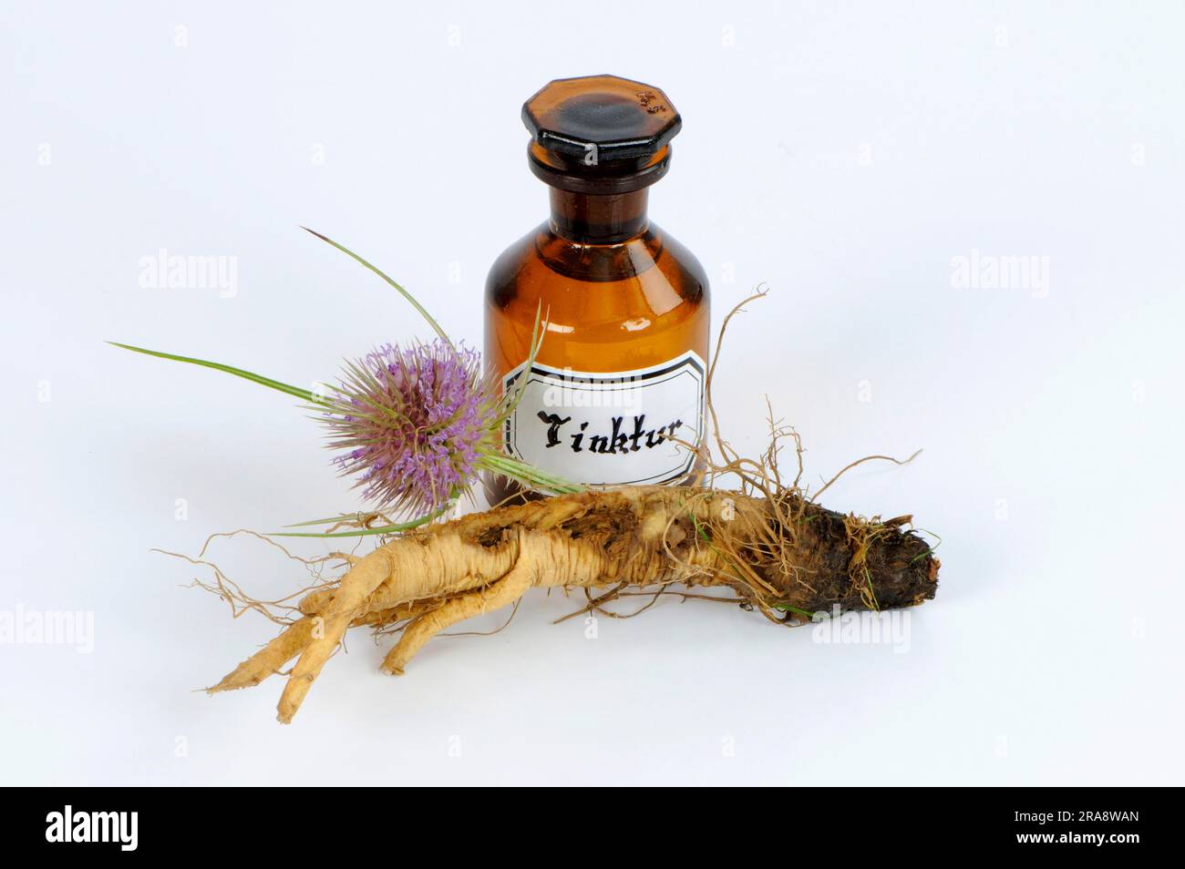 Blüte und Wurzel des wilden Kardons (Dipsacus fullonum), Tinktur des Kardons (Dipsacus silvester), Tinktur des wilden Teeloons Stockfoto