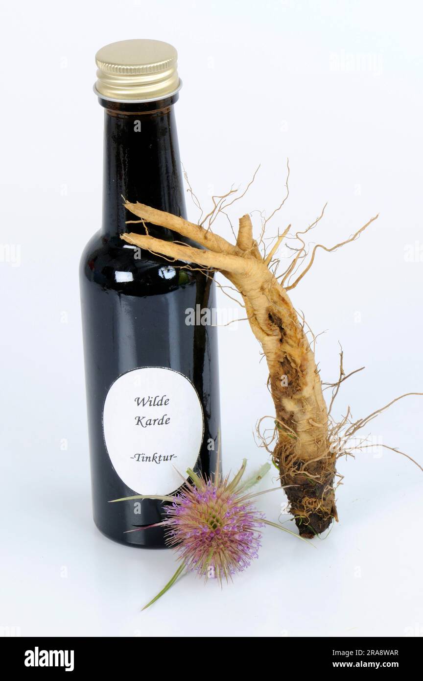 Blüte und Wurzel des wilden Kardons (Dipsacus fullonum), Tinktur des Kardons (Dipsacus silvester), Tinktur des wilden Teeloons Stockfoto