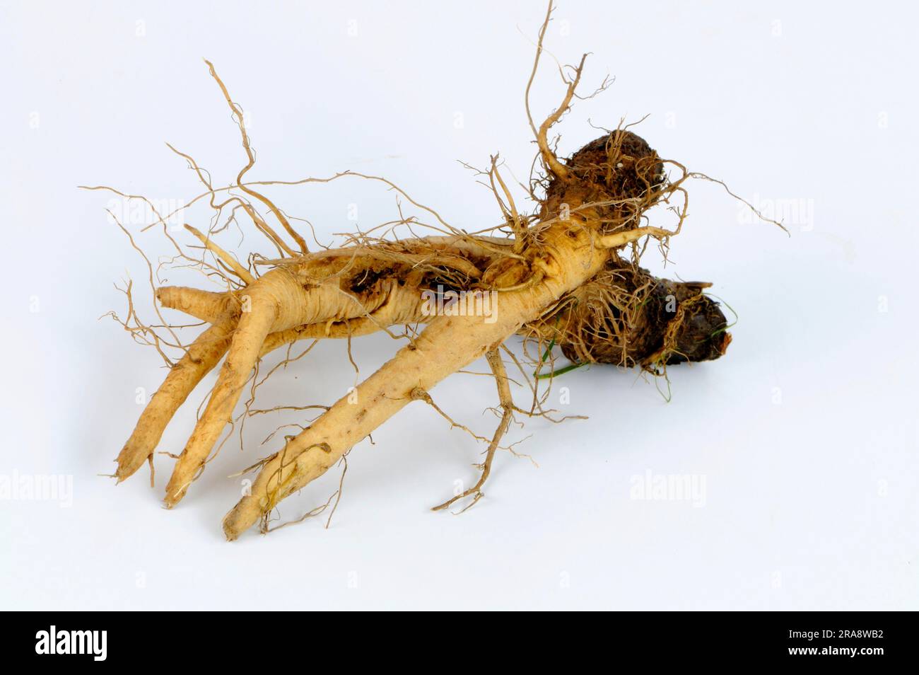 Kardonen-Tee, Wurzel (Dipsacus sylvestris) (Dipsacus silvester) (Dipsacus fullonum) Stockfoto