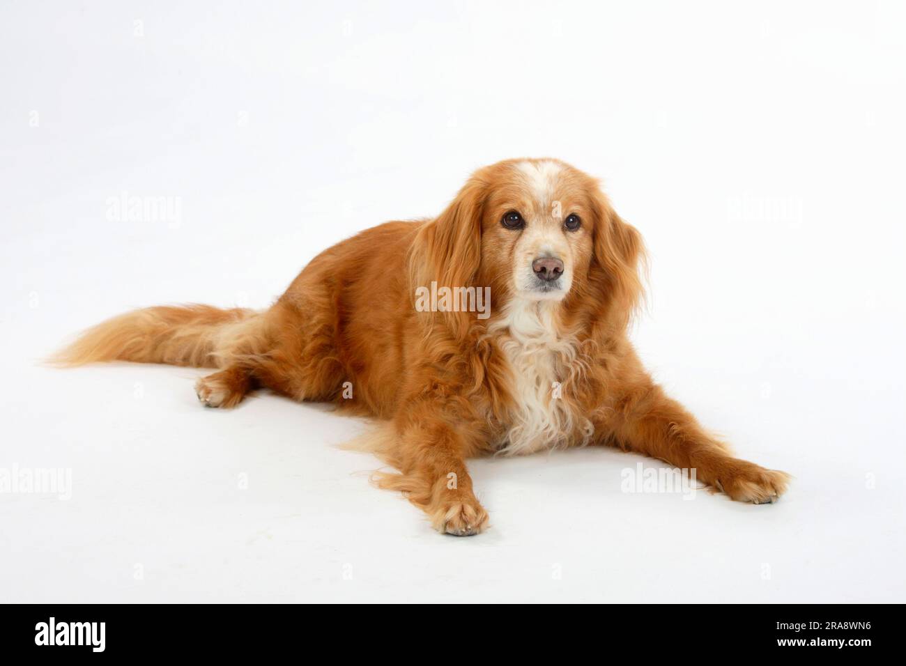 Mischhund, 15 Jahre alt, alter Hund Stockfoto