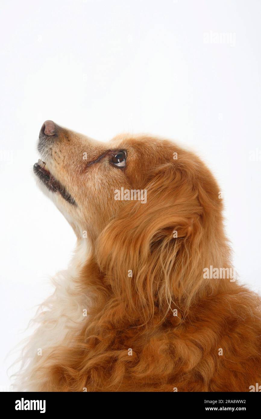 Mischhund, 15 Jahre alt, alter Hund, seitlich Stockfoto
