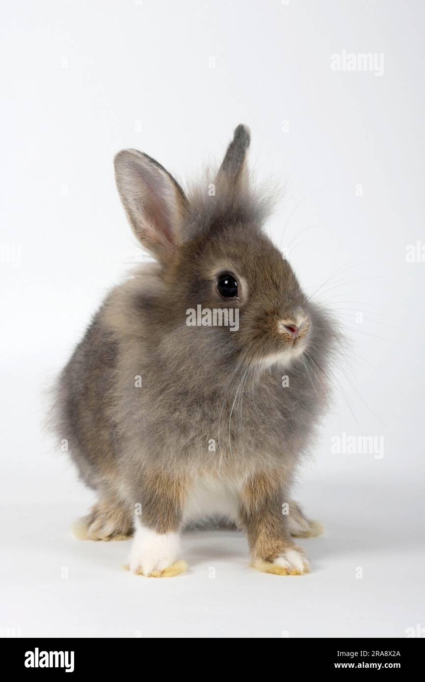 Löwenmähne Zwergkaninchen, Perlfee, Kätzchen, 12 Wochen, Löwenkopf-Kaninchen, Hauskaninchen, Zwergkaninchen Stockfoto