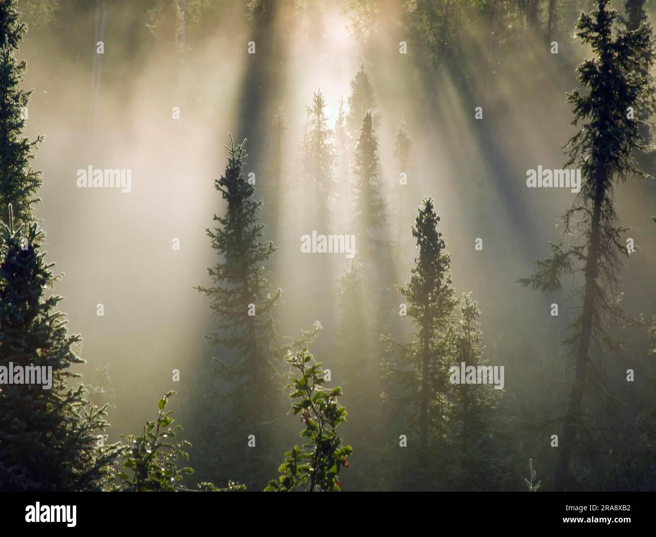 Sonnenstrahlen im Fichtenwald, Dempster Highway, Cat Fichte (Picea glauca), Kanada Stockfoto