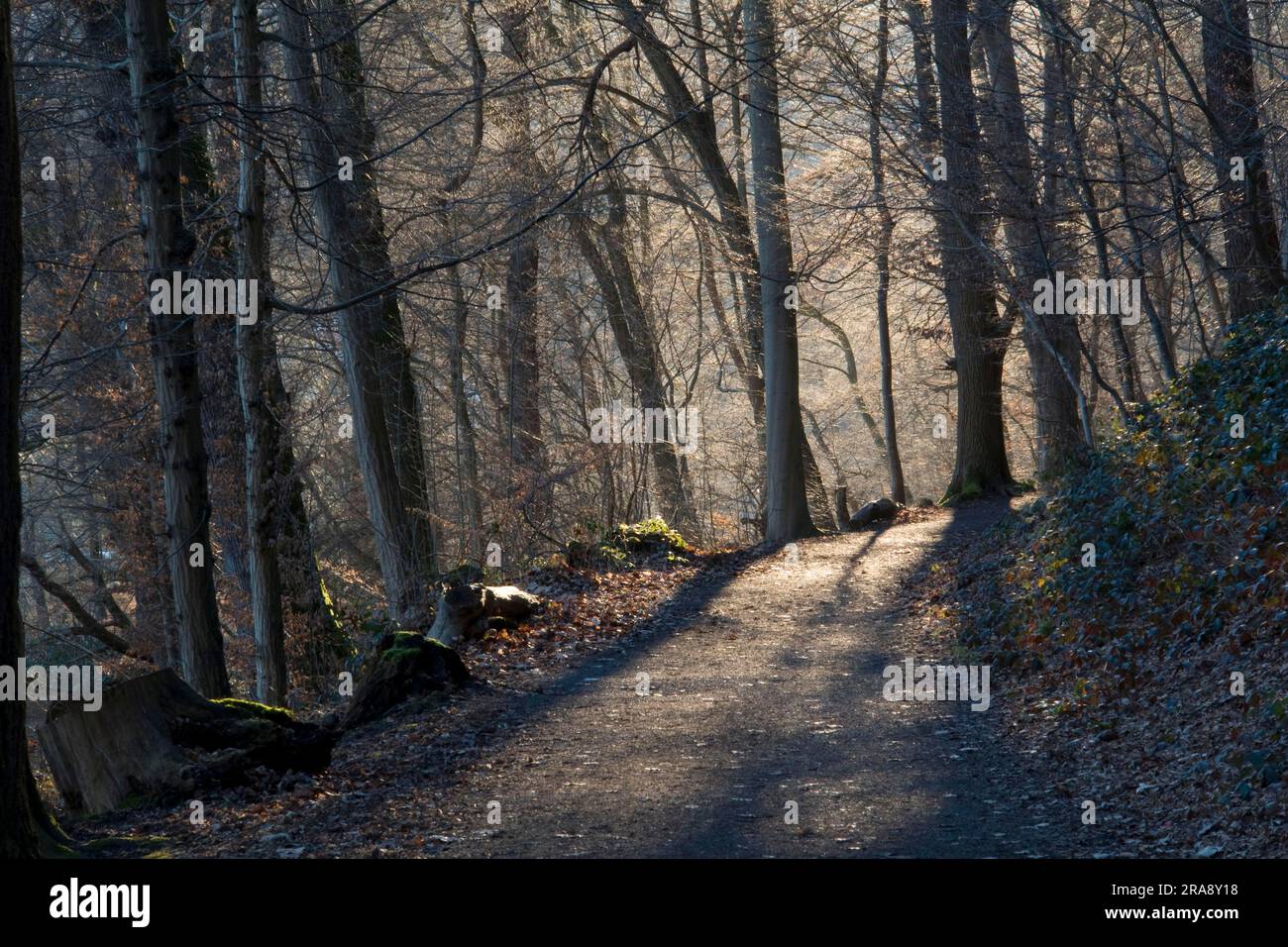 Wanderweg, Naturpark Arnsberg-Wald, Arnsberg, Nordrhein-Westfalen, Deutschland Stockfoto