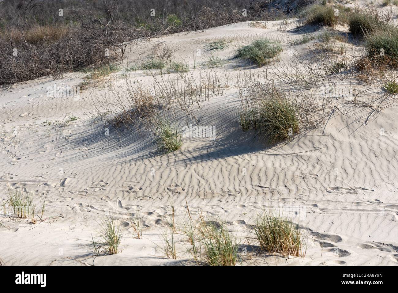 Die Sanddünen in der Nähe des Mittelmeers sind mit üppigem Gras geschmückt und weisen faszinierende Spuren von Tier- und Insektenleben auf, die in den weichen Sand geätzt wurden. Stockfoto