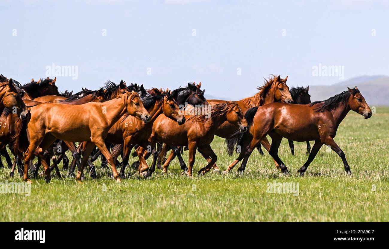 Hulun Buir, Chinas autonome Region der inneren Mongolei. 1. Juli 2023. Pferde galoppieren auf dem Grasland in Hulun Buir, Nordchina Autonome Region der inneren Mongolei, 1. Juli 2023. Kredit: Lian Zhen/Xinhua/Alamy Live News Stockfoto