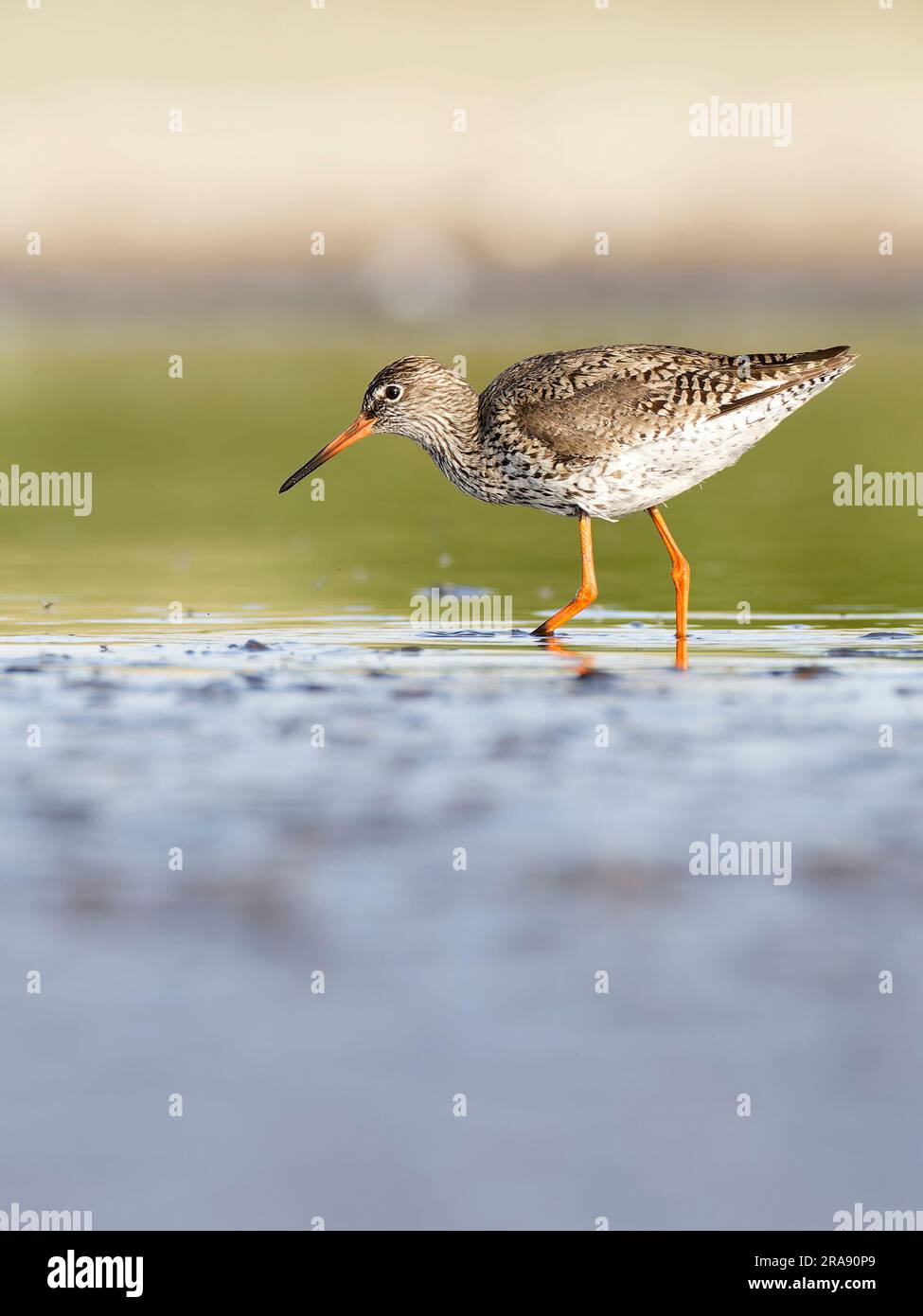 Rothaarige (Tringa totanus), die sich in flachem Wasser nach vorne lehnt Stockfoto