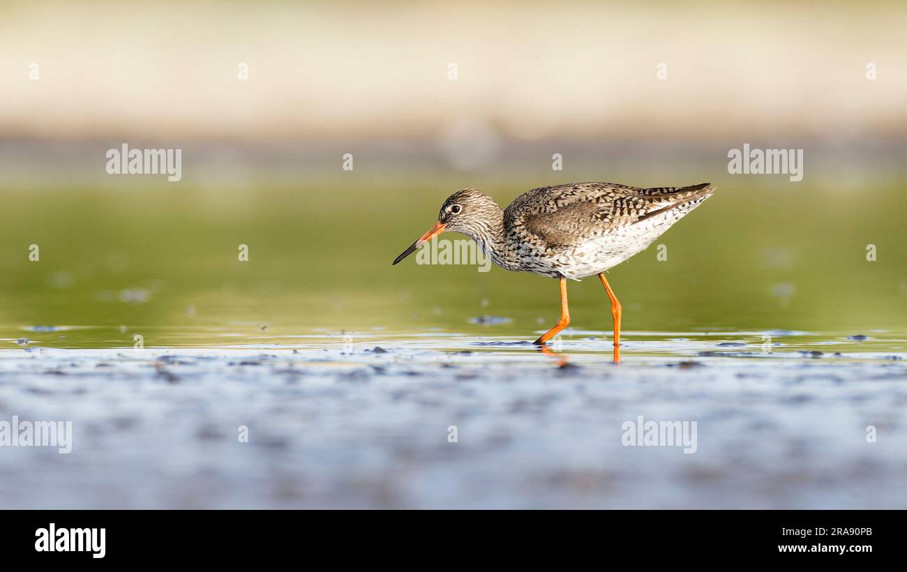 Rothaarige (Tringa totanus), die sich in flachem Wasser nach vorne lehnt Stockfoto
