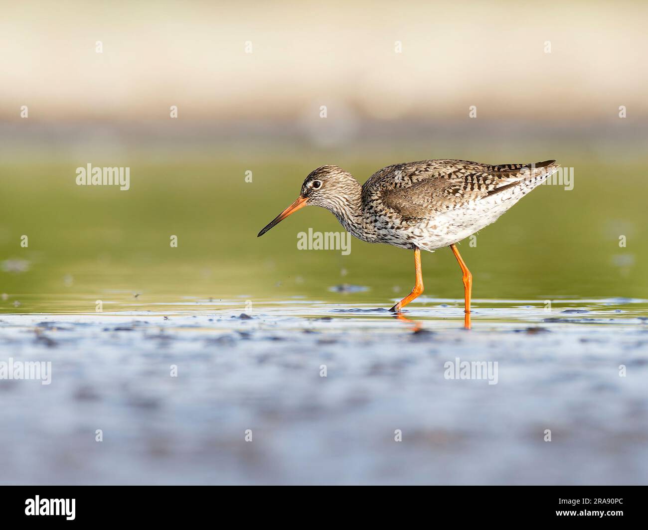 Rothaarige (Tringa totanus), die sich in flachem Wasser nach vorne lehnt Stockfoto