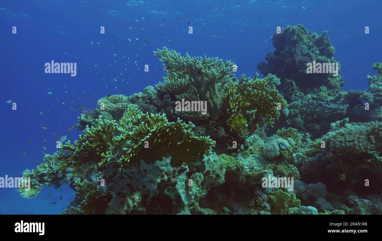 Wunderschönes tropisches Korallenriff im Korallengarten in blauer Tiefsee bunte Fische schwimmen um Riffe, rotes Meer, Safaga, Ägypten Stockfoto