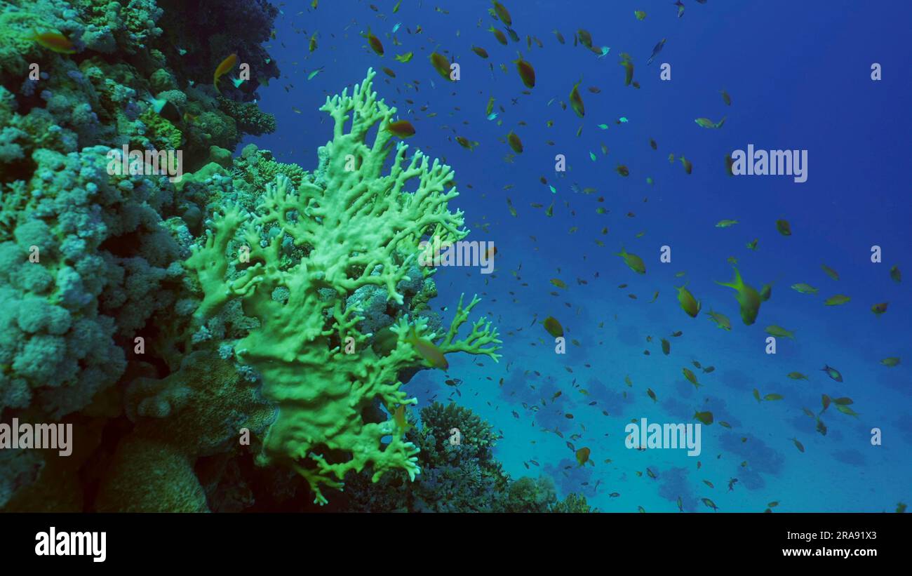 Nahaufnahme des wunderschönen tropischen Korallenriffs im Korallengarten in der Tiefe des Meeres bunte Fische schwimmen um Riffe, das Rote Meer, Safaga, Ägypten Stockfoto