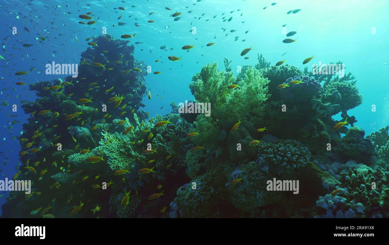 Wunderschönes tropisches Korallenriff im Korallengarten in blauer Tiefsee bunte Fische schwimmen um Riffe, rotes Meer, Safaga, Ägypten Stockfoto