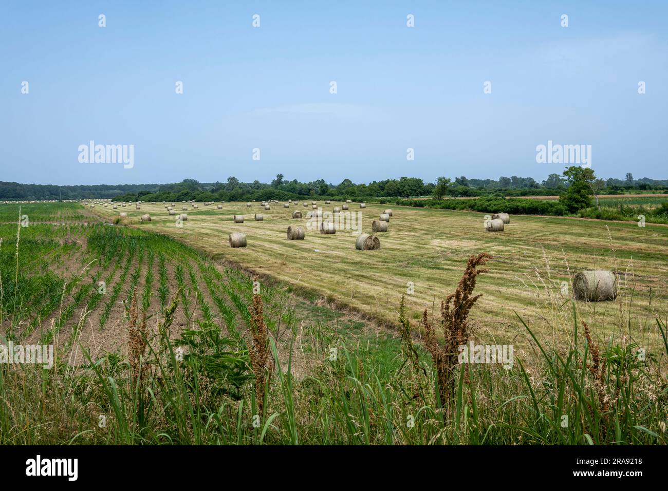 Heuballen liegen auf dem Rasenfeld in Lonjsko Polje, Kroatien Stockfoto