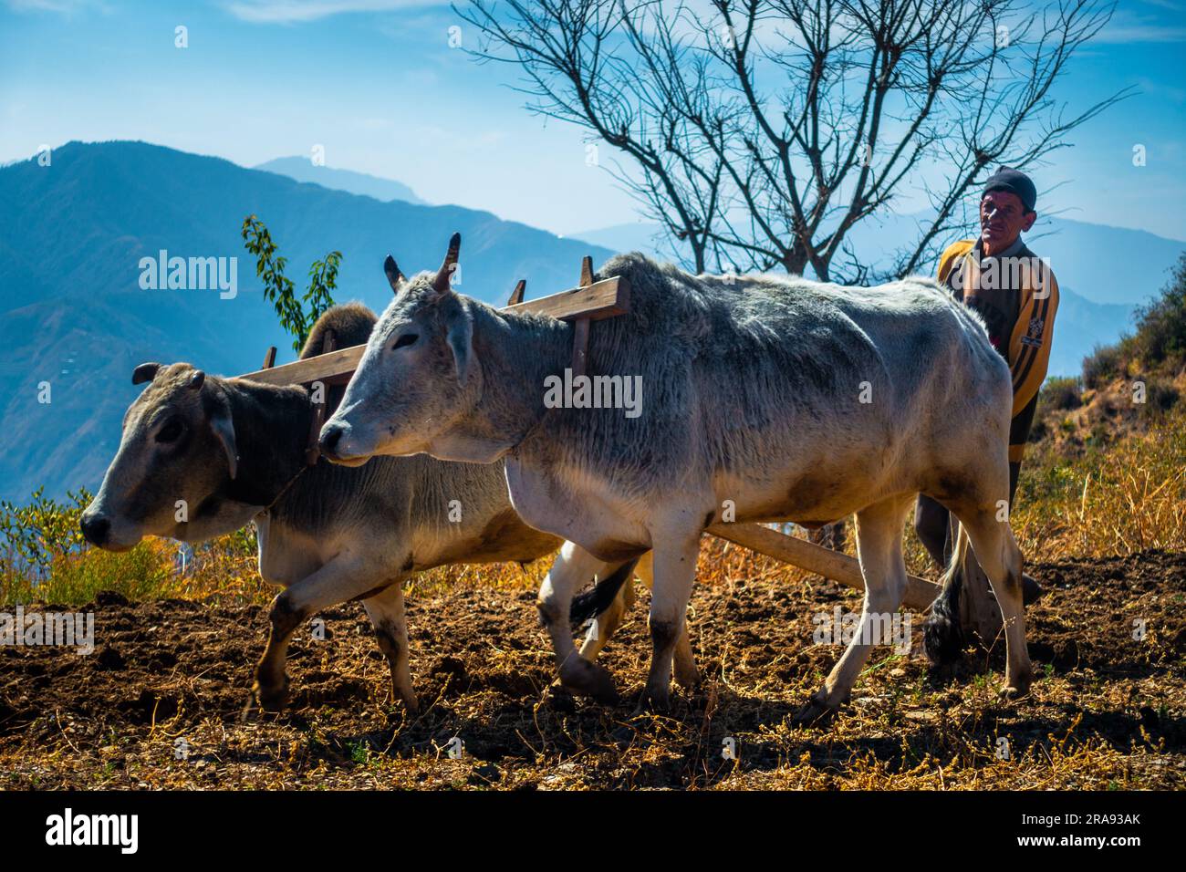 Juni 28. 2023 Uttarakhand, Indien. Ein einheimischer alter Mann in den Bergen, der sein Feld mit einem Paar Ochsen pflügt. Region Garhwal in Uttarakhand. Stockfoto
