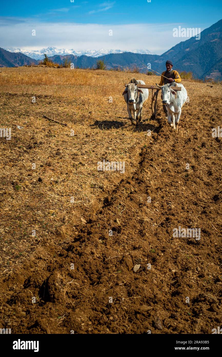 Juni 28. 2023 Uttarakhand, Indien. Ein einheimischer alter Mann in den Bergen, der sein Feld mit einem Paar Ochsen pflügt. Region Garhwal in Uttarakhand. Stockfoto