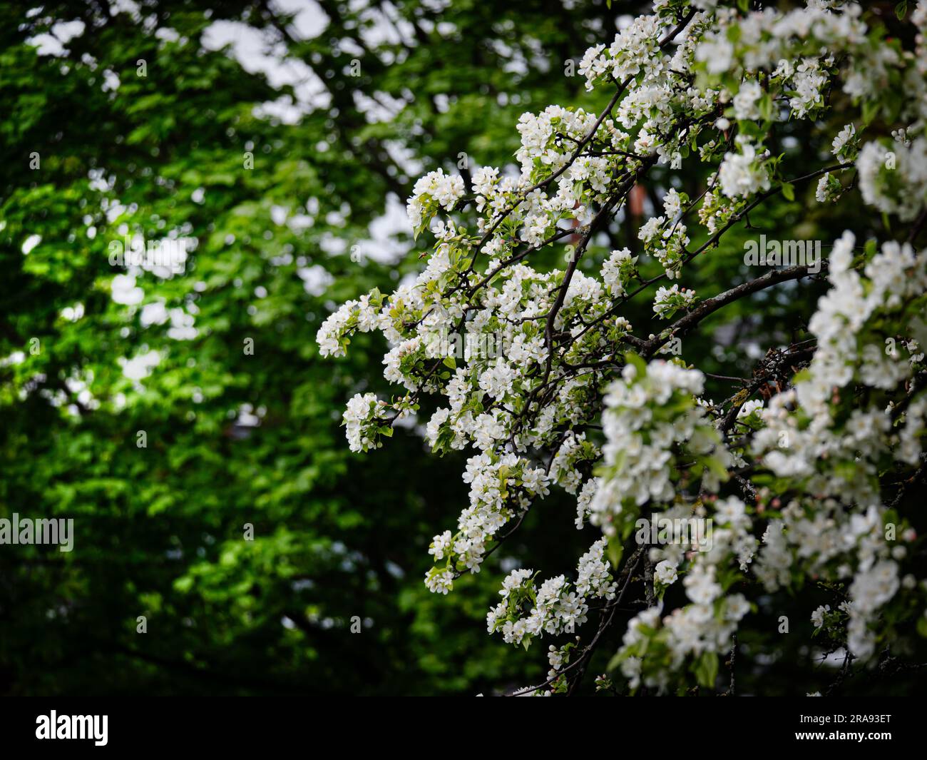 Eine Biene fliegt direkt zu den Blüten eines Baumes Stockfoto