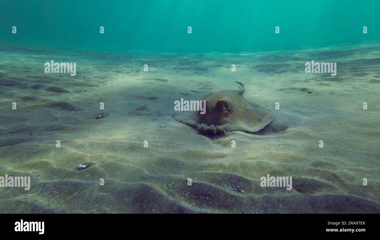 Die Vorderseite des Blue Flted Stingray oder Bluespotted Ribbontail Ray (Taeniura Lymma) gräbt Sand und füttert den Surfbereich an einem hellen, sonnigen Tag, Re Stockfoto