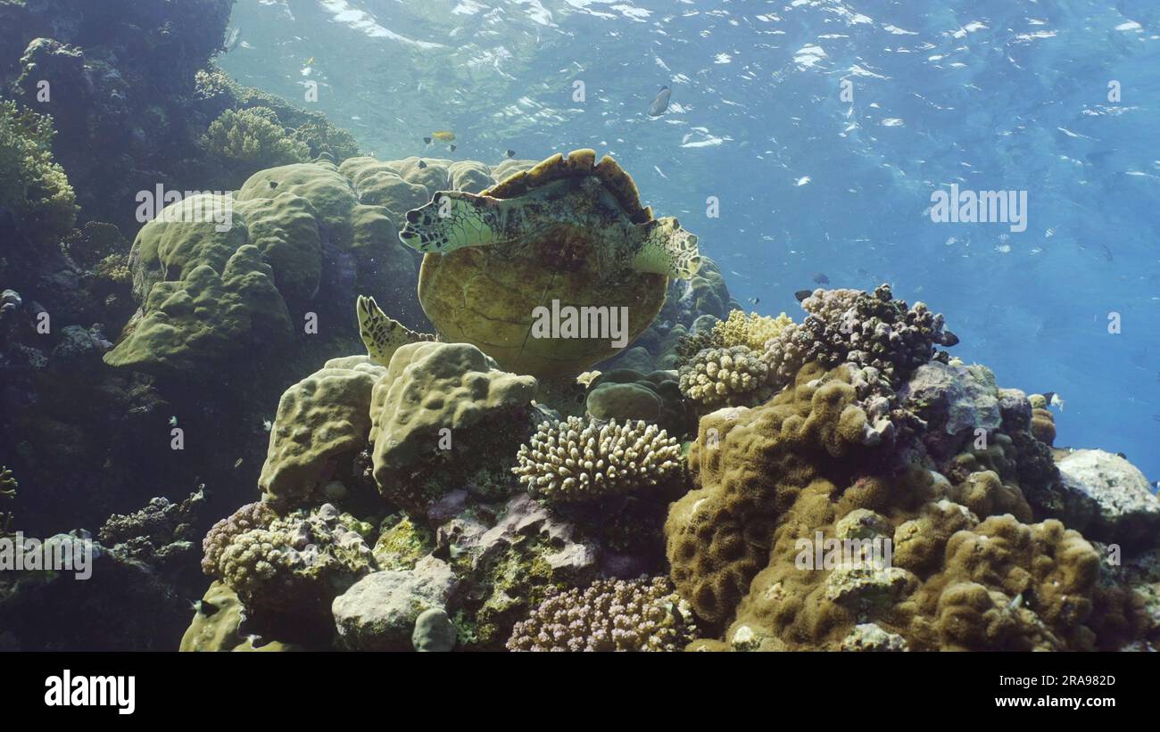 Blick von unten auf Hawksbill Sea Turtle oder Bissa (Eretmochelys imbricata) ernährt sich von harten Korallen auf einem wunderschönen tropischen Riff, Rotes Meer, Ägypten Stockfoto