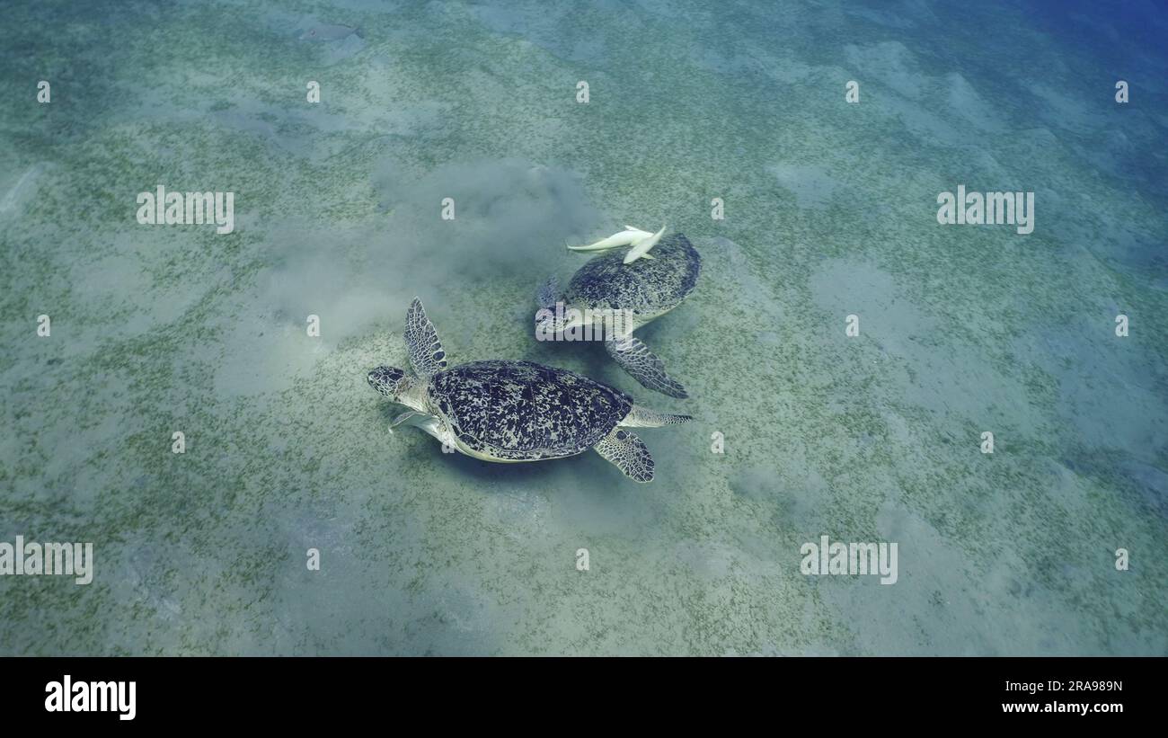 Zwei Männer der Großen Grünen Meeresschildkröte (Chelonia mydas) mit Remorafish auf ihrem Panzer, die ihre Dominanz während des territorialen Streits über Seegrasmead demonstrierten Stockfoto