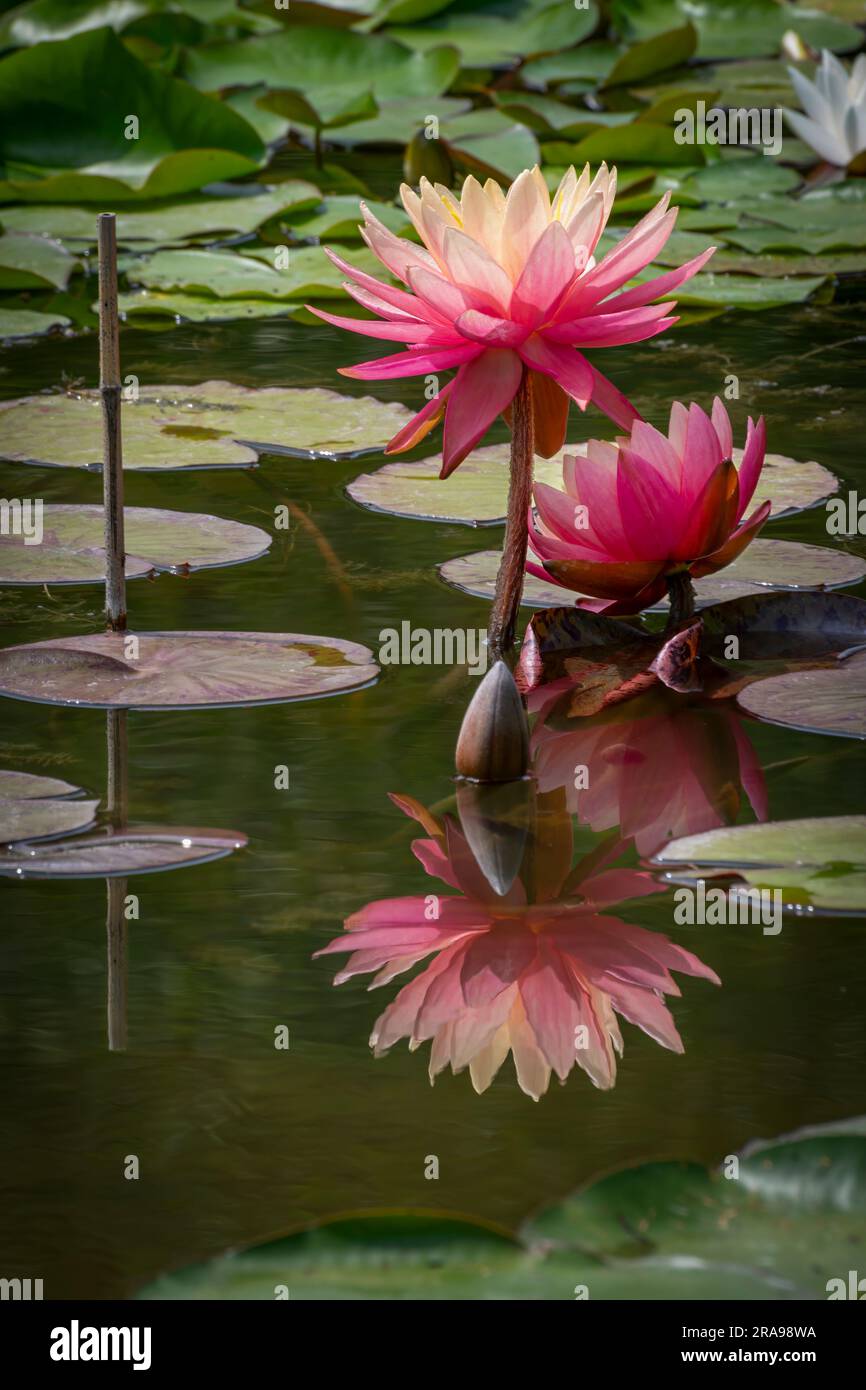 Pinkfarbene und gelbe Wasserlilien in einem Teich mit Wasserreflexionen Stockfoto