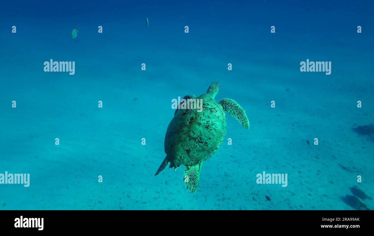 Rotes Meer, Ägypten. 17. Juni 2023. Große grüne Meeresschildkröte (Chelonia mydas), die im blauen Ozean schwimmt, Rotes Meer, Ägypten (Kreditbild: © Andrey Nekrasov/ZUMA Press Wire), NUR REDAKTIONELLE VERWENDUNG! Nicht für den kommerziellen GEBRAUCH! Stockfoto