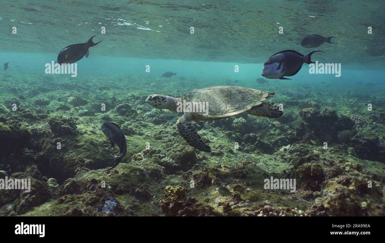 Hawksbill Sea Turtle oder Bissa (Eretmochelys imbricata) Schwimmen begleitet von Rotmeer Clown Chirurgen (Acanthurus sohal) unter den Wellen, Rotes Meer, Stockfoto